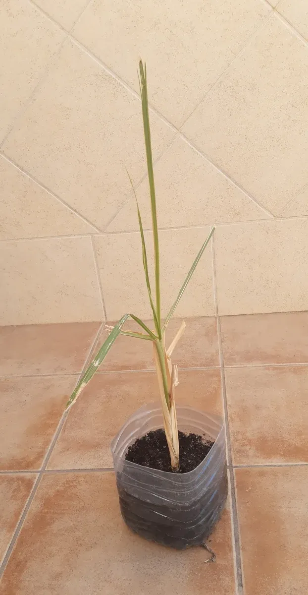 Caña de azucar-cañadú. Planta plantón