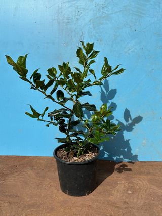 ilex nellie steven Pianta da giardino in vaso