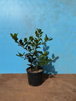 ilex nellie steven Pianta da giardino in vaso