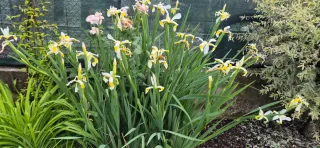 4 rizomi bulbi iris ibrido bianchi gialli