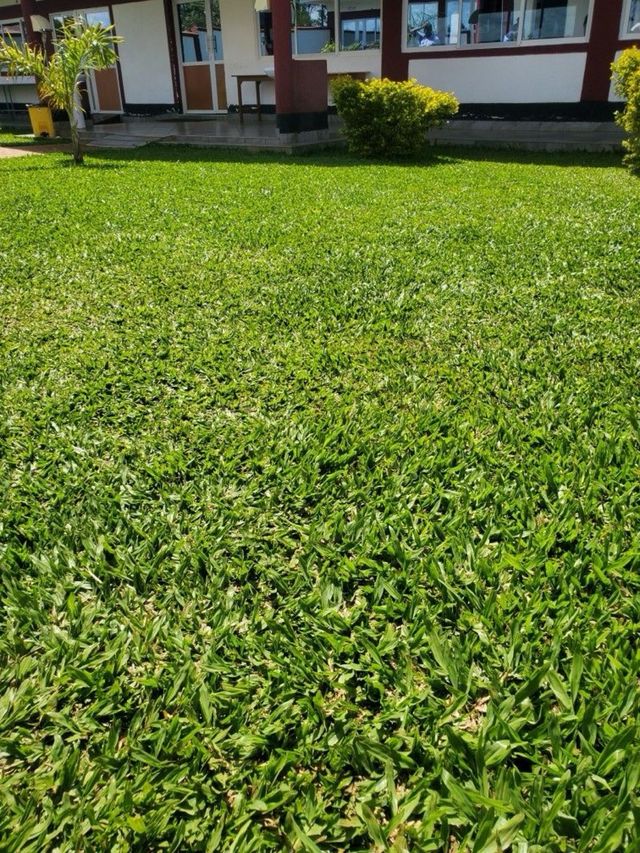 Césped artificial verde