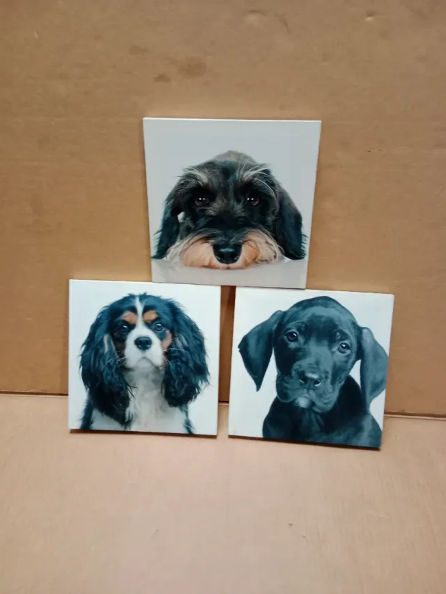 Lote 3 cuadros decorativos perritos