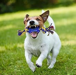 Juguetes para Perros: Dinosaurio y Cuerdas