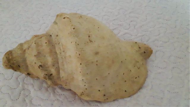 Caracola Gigante de Mauricio