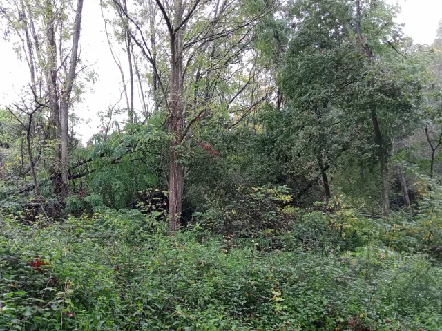 Maderas para proyectos