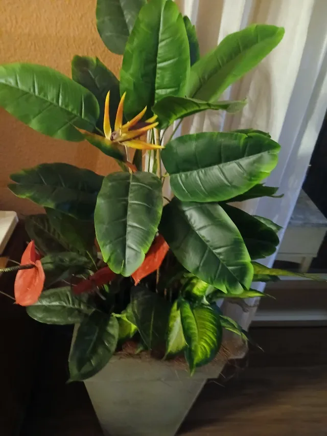 Servicio de arreglos de.plantass en casa