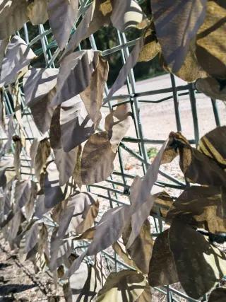 Collant neri Calzedonia taglia S