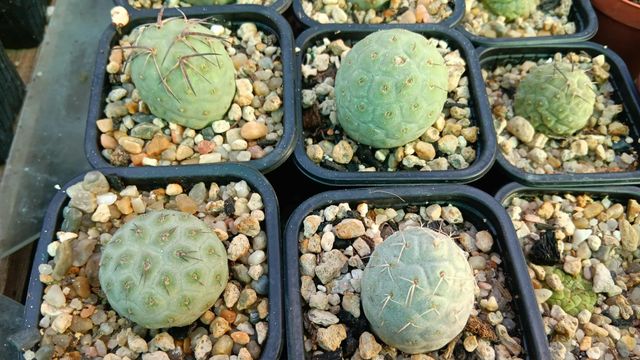 Tephrocactus geometricus - Pinchos y sucus