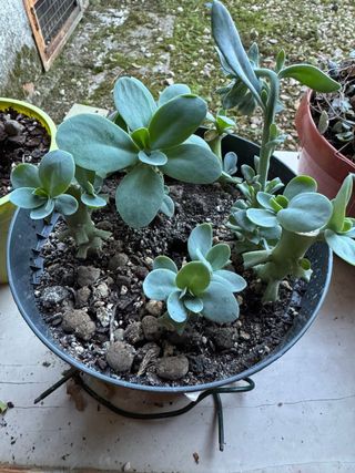 Piantina Senecio Mountain Fire radicate