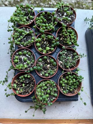 Piantina Senecio rowleyanus