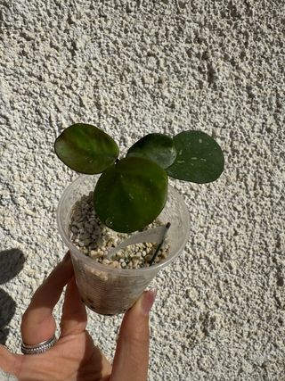 Piantina Hoya obovata