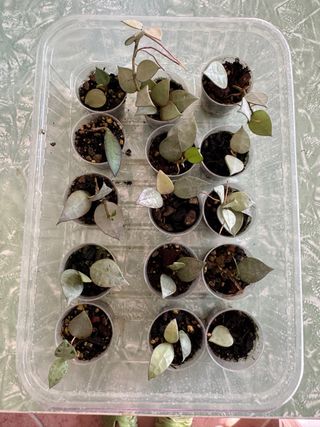 Talea radicate Hoya Lacunosa Eskimo Silver