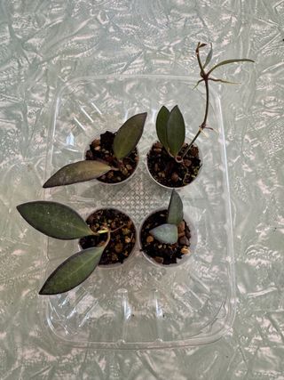Talea radicata Hoya rosita