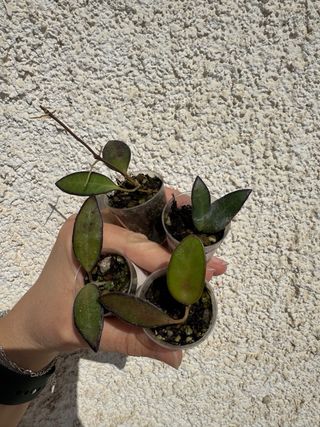 Talea radicata Hoya rosita