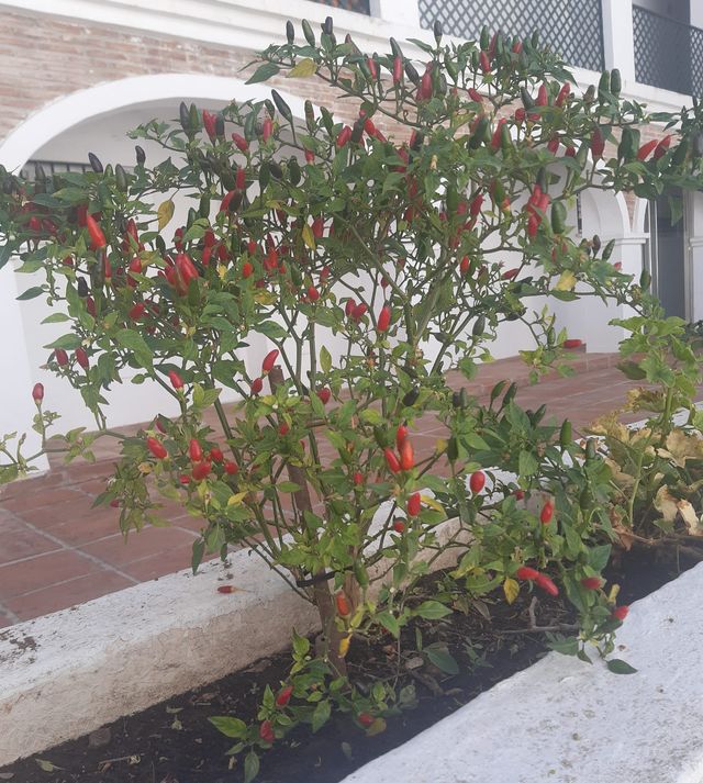 Plantas guindilla chile picante en macetita.