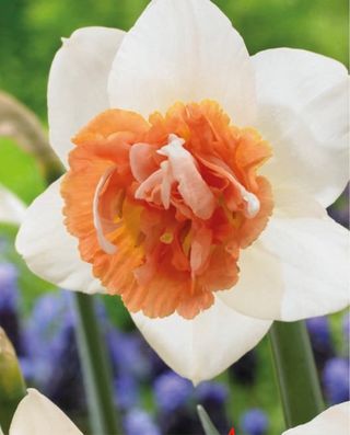 5 bulbi narciso Candy Princess