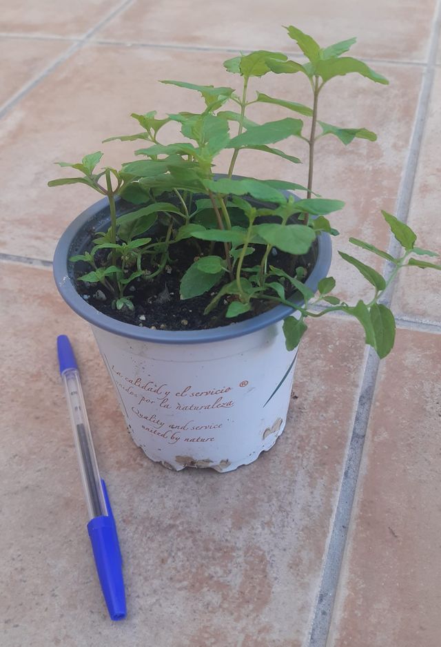 Hierbabuena, tiesto macetita.