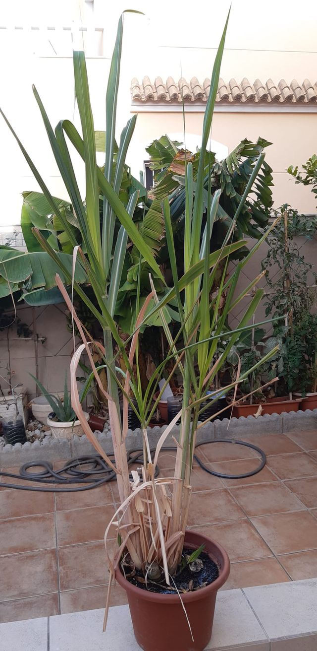 Planta de Caña de Azúcar