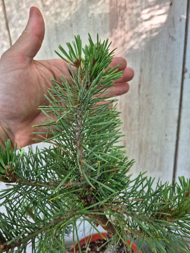 Prebonsai Pino Sylvestris terrina 601