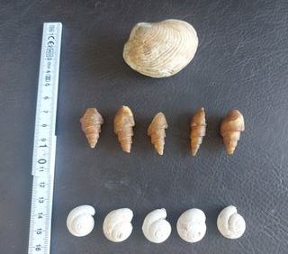 Colección conchas fosiles TOP