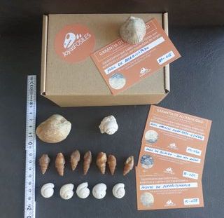 Colección conchas fosiles TOP