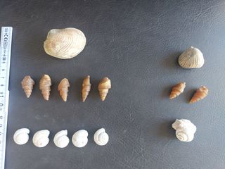 Colección conchas fosiles TOP