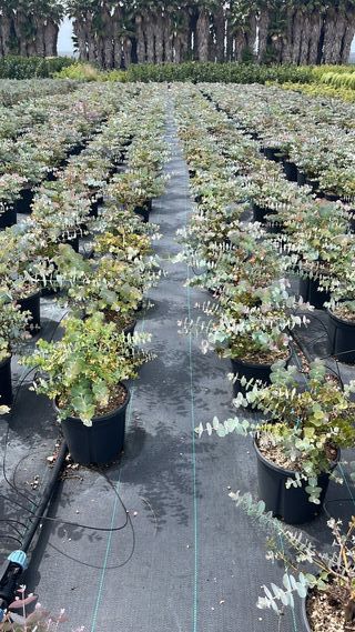 1 Eucalipto Cirenea Silverdollar