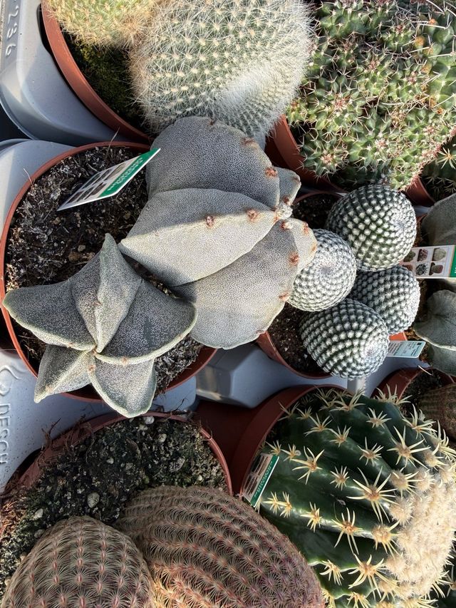Cactus y crasas de colección