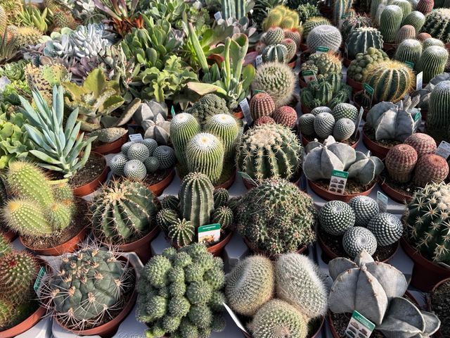 Cactus y crasas de colección