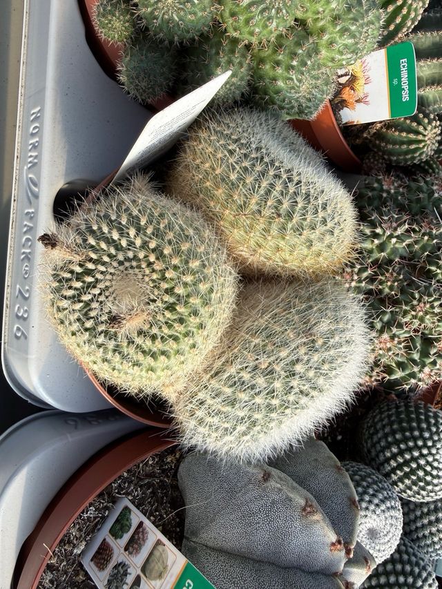 Cactus y crasas de colección