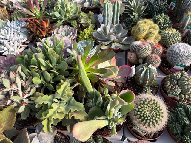 Cactus y crasas de colección