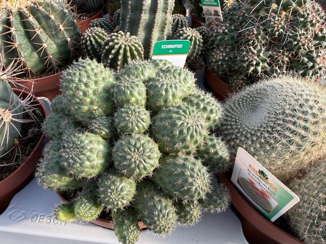 Cactus y crasas de colección