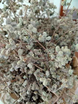 Maggiorana Biologica Essiccata settembre 2025