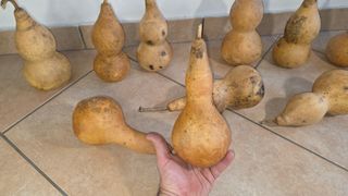 10 zucche naturali secche verniciabili