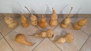 10 zucche naturali secche verniciabili