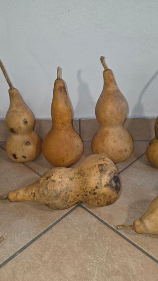 10 zucche naturali secche verniciabili