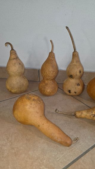 10 zucche naturali secche verniciabili