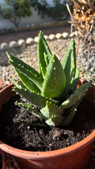 Aloe de Roca
