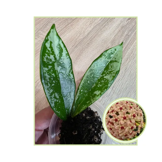 Hoya AH-074 Silver Moon