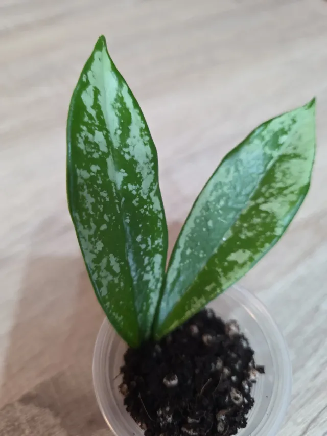 Hoya AH-074 Silver Moon