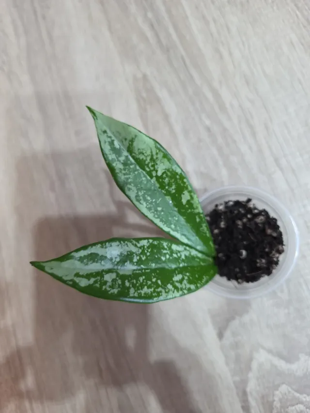 Hoya AH-074 Silver Moon