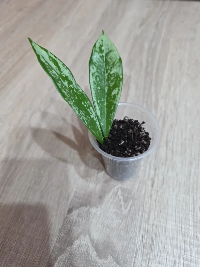 Hoya AH-074 Silver Moon