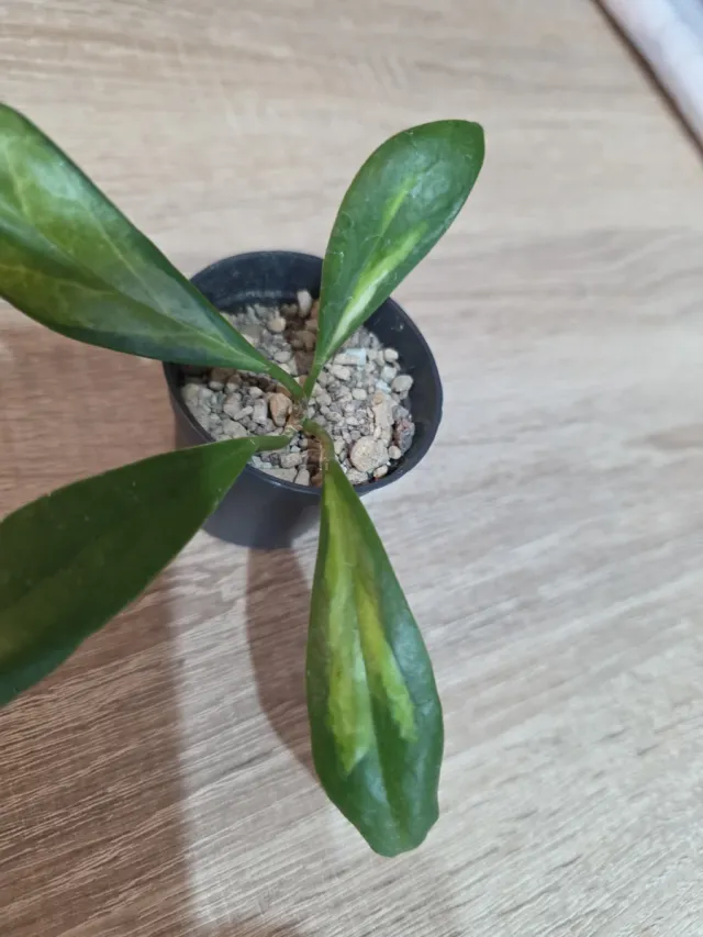 Hoya Incrassata Variegata