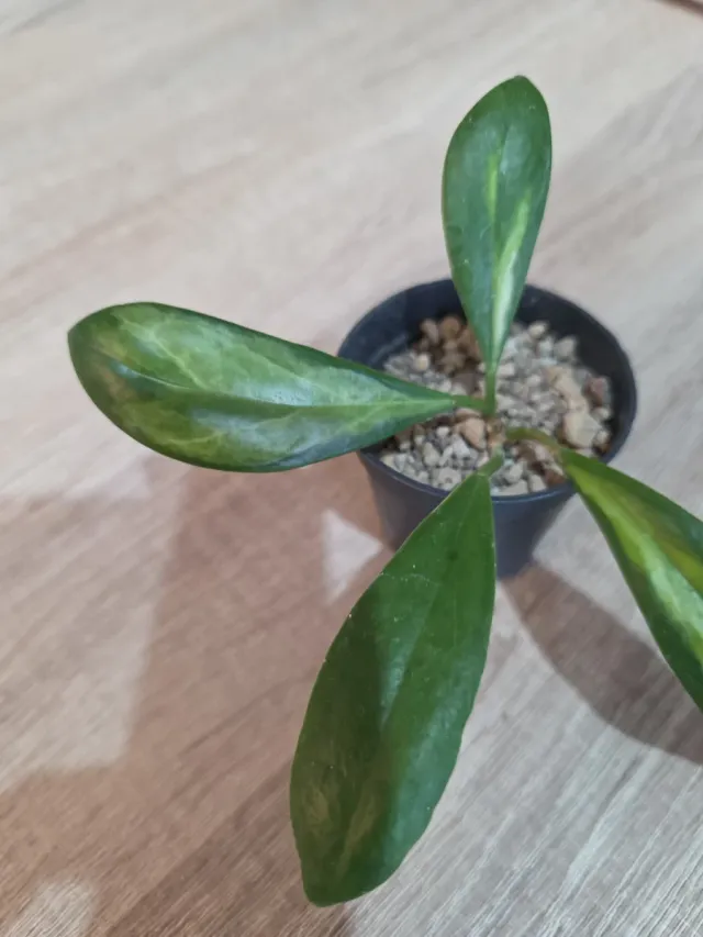 Hoya Incrassata Variegata