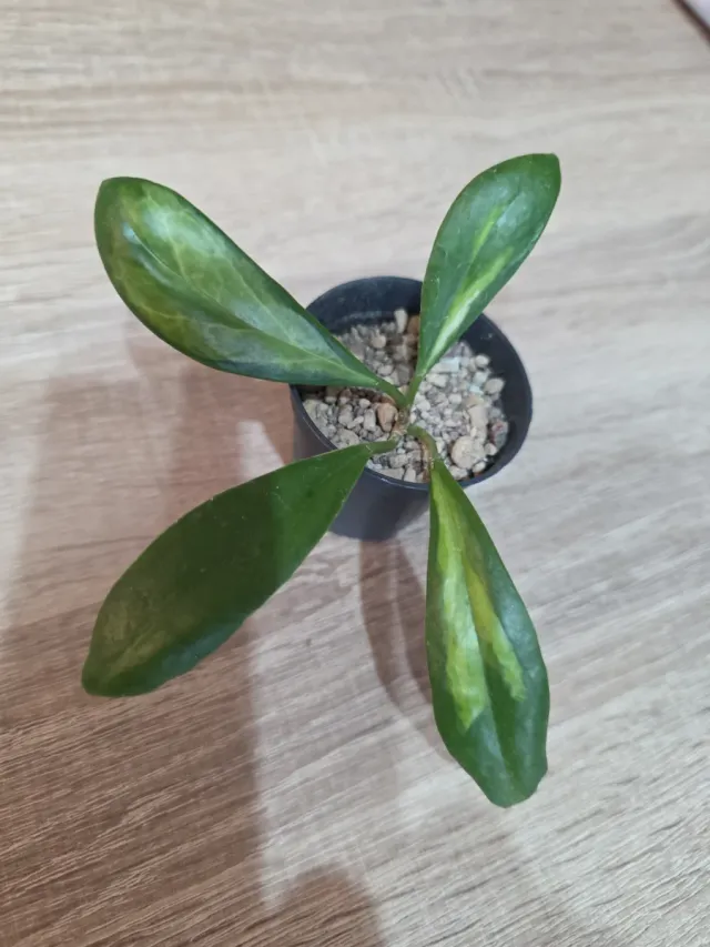 Hoya Incrassata Variegata