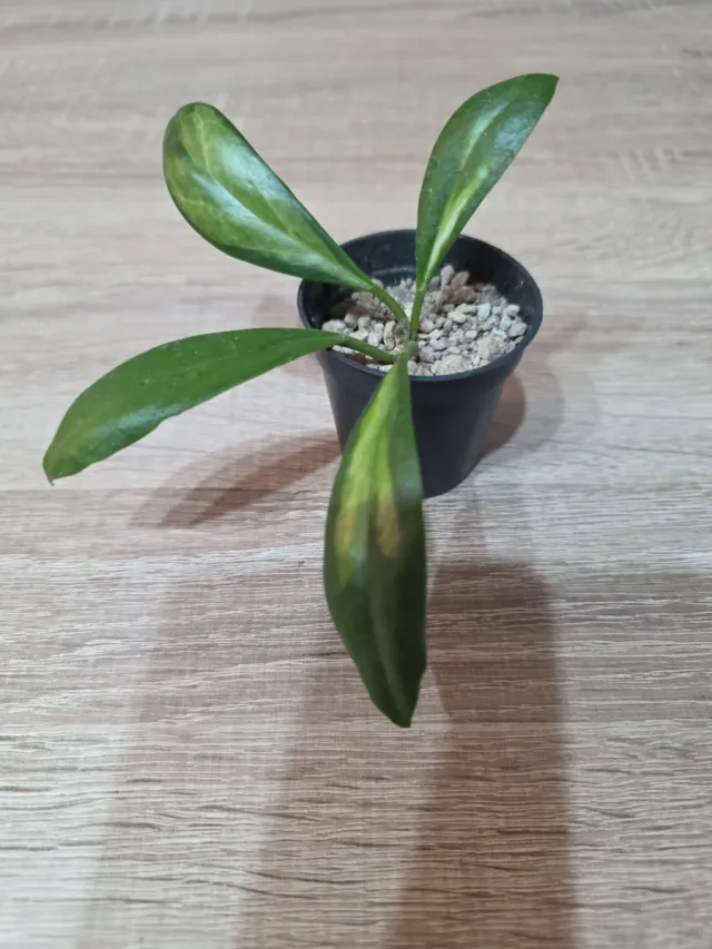 Hoya Incrassata Variegata