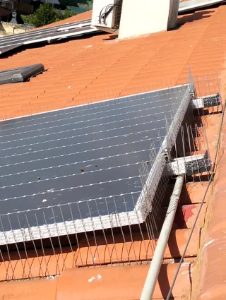 Instalamos la solución definitiva contra palomas.