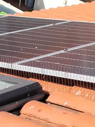 Instalamos la solución definitiva contra palomas.