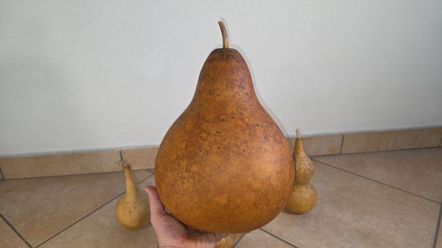 4 zucche naturali secche varie forme