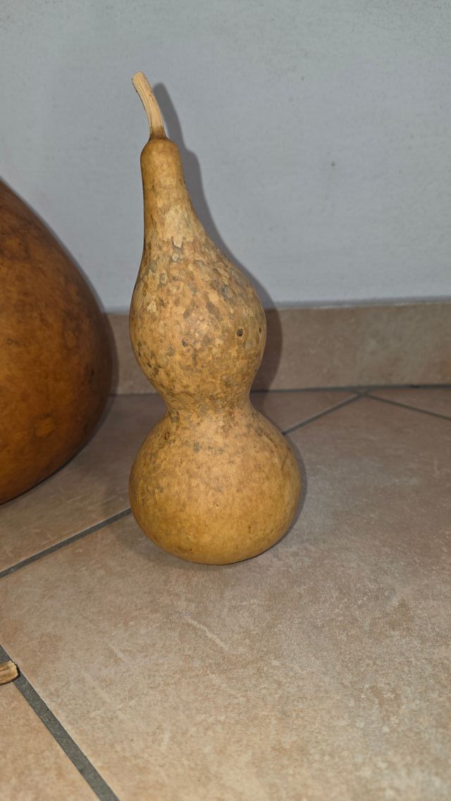 4 zucche naturali secche varie forme